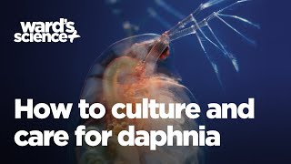 Caring and Culturing for Daphnia [upl. by Courtenay]