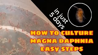 How to Culture Magna Daphnia Easily [upl. by Nagaem]