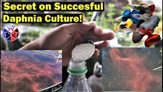 How to Culture Daphnia Successfully [upl. by Wolsky]