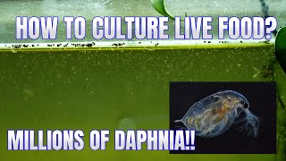 How to Culture Daphnia Secret Method to Breed MILLIONS  Simply Aquatic [upl. by Laenahtan]