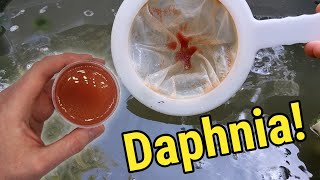 How I Culture Daphnia In Outdoor Tubs [upl. by Matthaeus484]