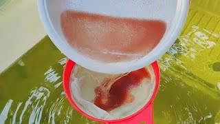 How to culture daphnia  Daphnia culture  How to grow daphnia outdoor [upl. by Gee]