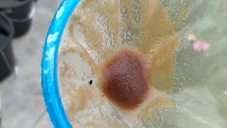 How to culture daphnia moina in a small container Part 1 English Subtitle [upl. by Ewold]