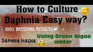 Daphnia MagnaHow to Culture Daphnia Easy wayCulturing Daphnia using Green water Daphnia [upl. by Melina454]