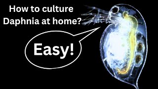 BEST Live Fish Food Beginner guide How to Culture Daphnia at home [upl. by Cummins]