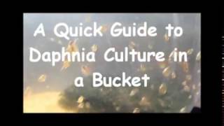 How to culture daphnia outside [upl. by Reppep]