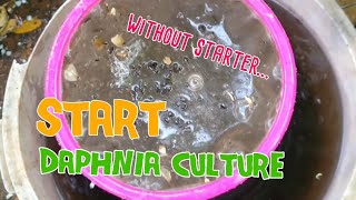 How to culture daphnia moina the easy way 1  Starting the Daphnia culture [upl. by Ajnotal963]