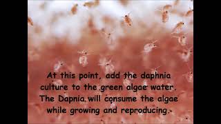 Daphnia  How to grow daphnia in your home [upl. by Kayley]