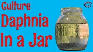 How to Culture Daphnia in a Jar [upl. by Aysahc]