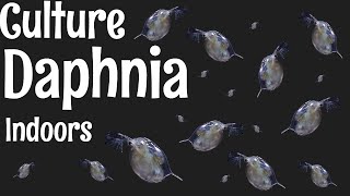 How to Culture Daphnia [upl. by Darrow]