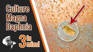 How to culture DAPHNIA MAGNA  The easy way [upl. by Tildy773]