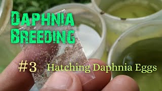 Daphnia Culture made simple and easy 3  Hatching Daphnia eggs [upl. by Teeniv326]