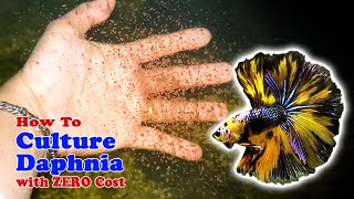 How to Culture Daphnia with ZERO Cost  Unlimited Live Food For Our Fish [upl. by Qooraf]