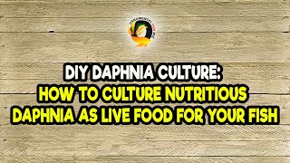 DIY Daphnia Culture How to Culture Nutritious Daphnia as Live Food for Your Fish [upl. by Yhtak795]