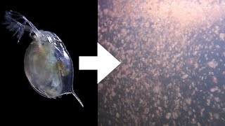 How I Culture Daphnia [upl. by Ermey]