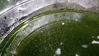 DAPHNIA MOINA CULTURE IN A SMALL BUCKET [upl. by Oniliuqnart]