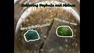 How To Culture Daphnia and Moinas using Green Water Spirulina powder [upl. by Nibor55]