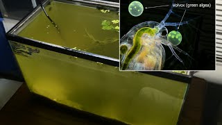 Raising Daphnia for the Freshwater Aquarium [upl. by Alleuqahs677]