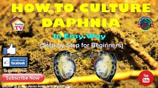 HOW TO CULTURE DAPHNIA In Easy Way [upl. by Noram601]